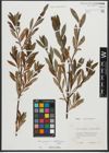 Foto von Salix purpurea L. x Salix waldsteiniana Willd.